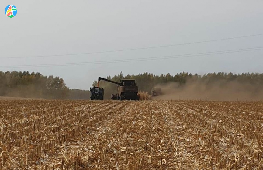 На полях началась уборка кукурузы