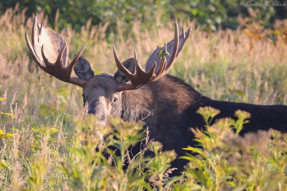 Камчатцев приглашают на увлекательную лекцию о парнокопытных полуострова. Фото: Кочетков Д., Шпиленок И, Балакирев Д.. Фотография 3