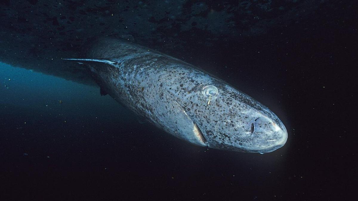 гренландская акула