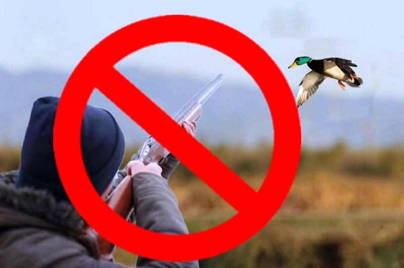 Как выглядит знак охота запрещена Restrictions on hunting on birds entered into Kostroma Region because of bird fl