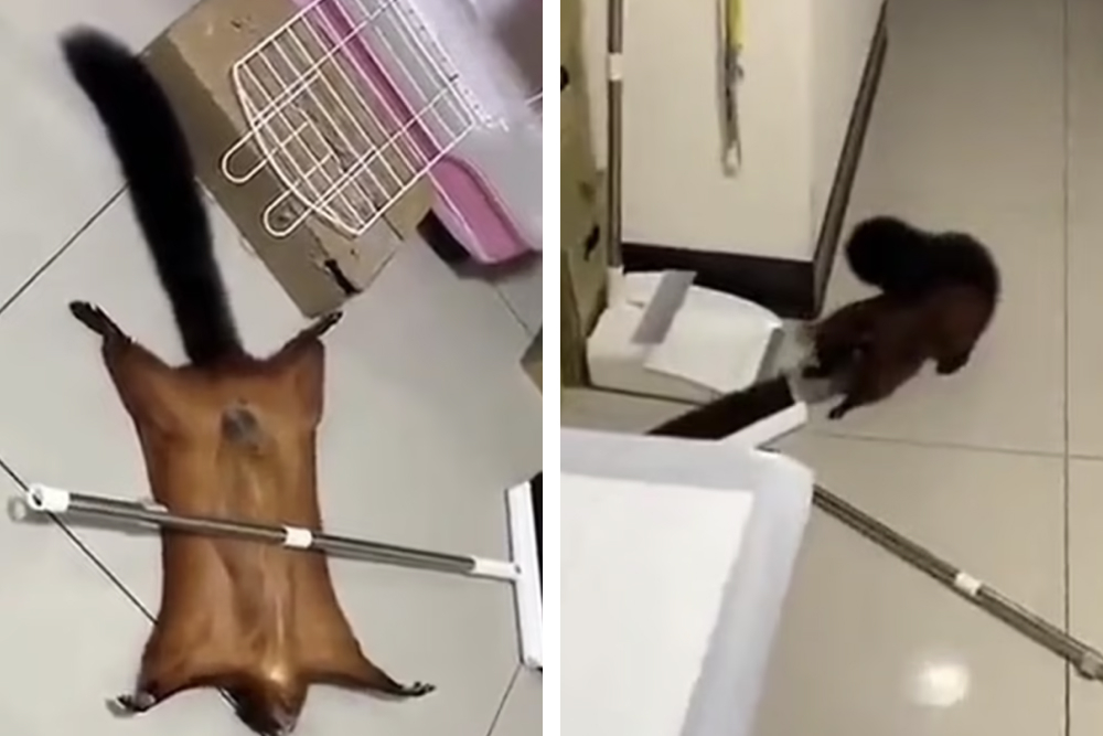 Зоологи обнаружили необычное животное на острове Пхукет