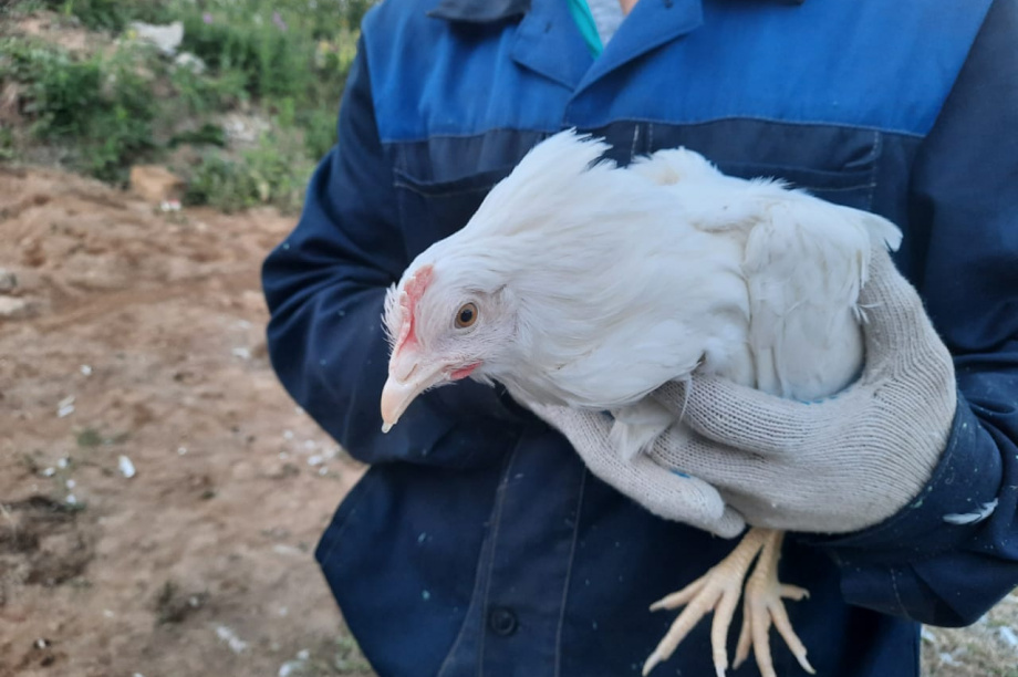 Карантин по птичьему гриппу в Елизовском округе Камчатки снимают. Фото: kamgov.ru