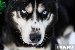 Следственный комитет проверит дело о нападении хаски на подростка в селе под Курганом