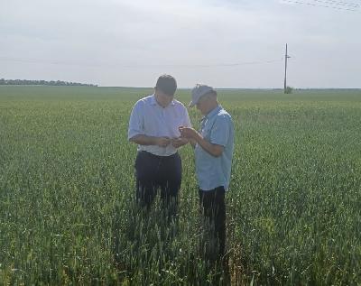 В Саратовской области погибшие культуры пересеяны