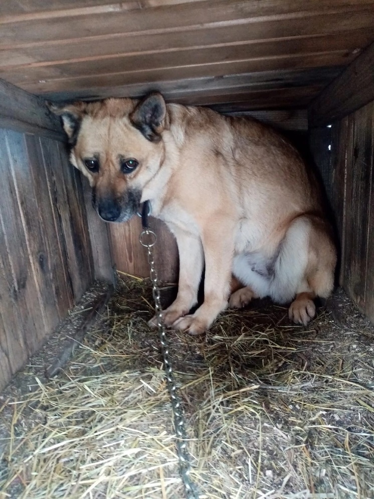 В Ярославле впервые за два года заключен контракт на отлов бездомных собак