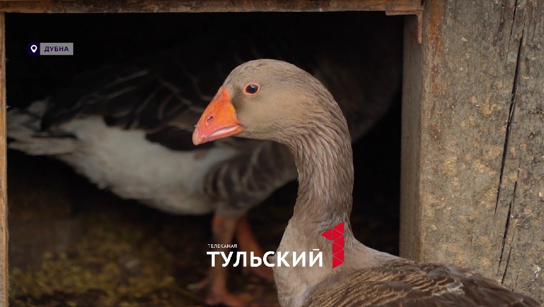 В Дубне восстанавливают старинную породу гусей | Экономика | Селдон Новости