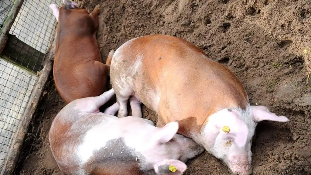 Будьте осторожны! На ферме в Мадонском крае выявлена африканская чума свиней