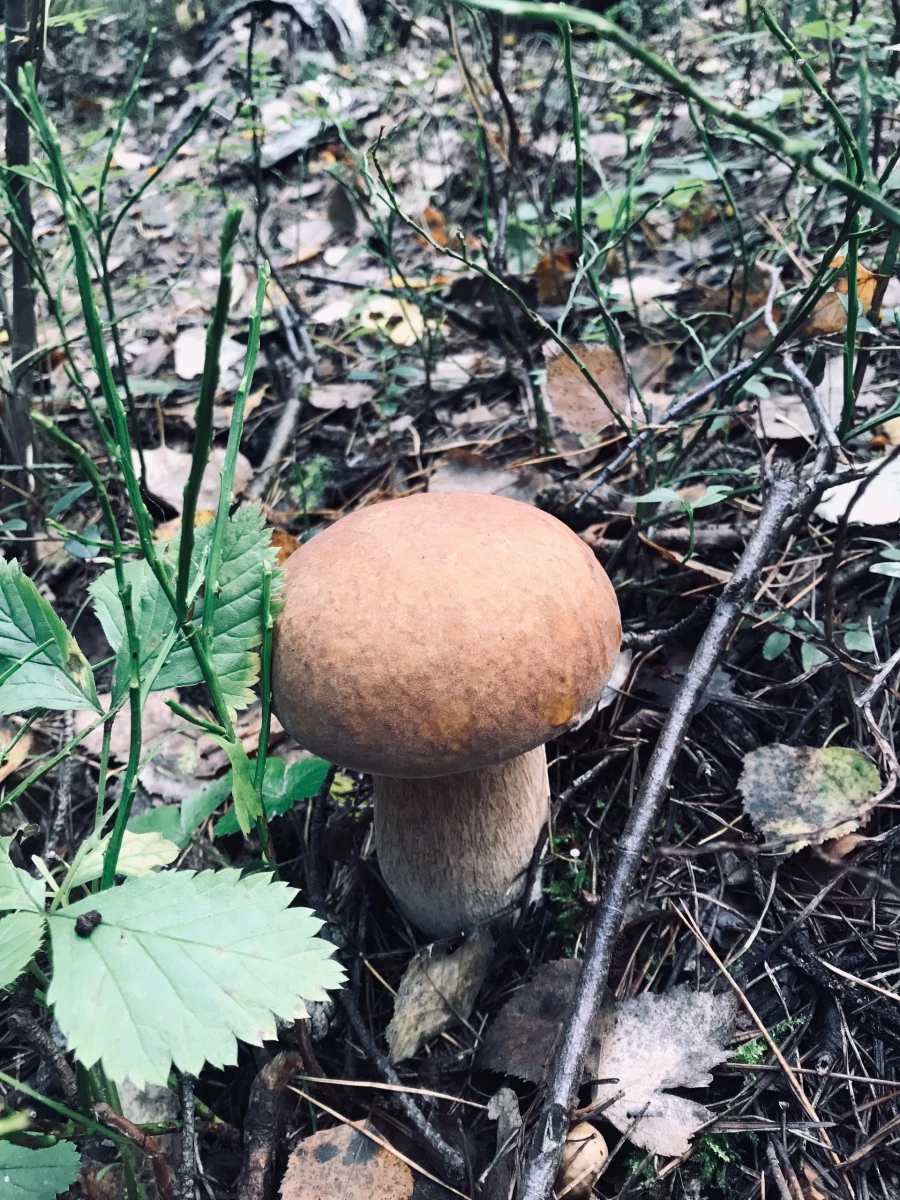 Грибы