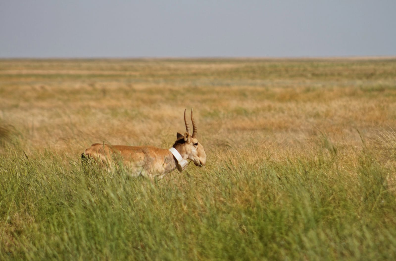 Животные степи сайгак. Степная антилопа Сайгак. Сайгак в степи. Сайгак Астраханской области.