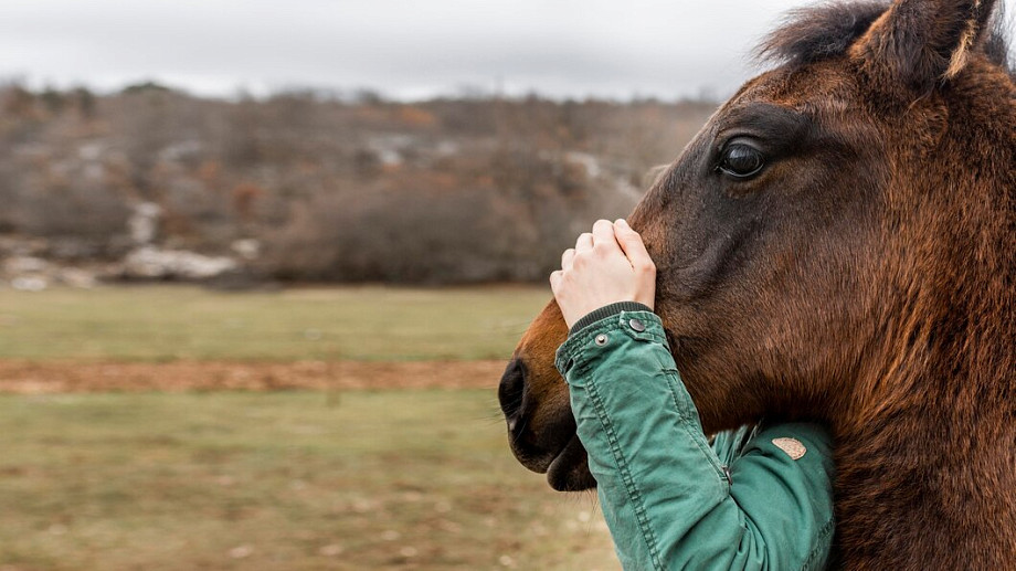 В Муроме вынесен приговор директору Центра конного спорта за падение ребенка с лошади