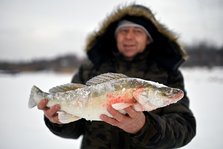 Судак рыболовами-любителями вылавливается в основном неполовозрелым, с длиной тела, запрещенной правилами рыболовства