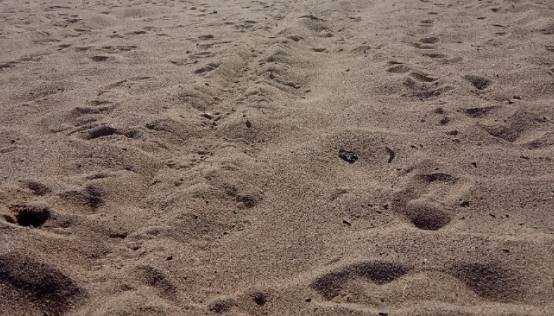 Чем опасны пески. Риски песчаные. Кто прячется в песке на пляже. Что может обитать в песке.