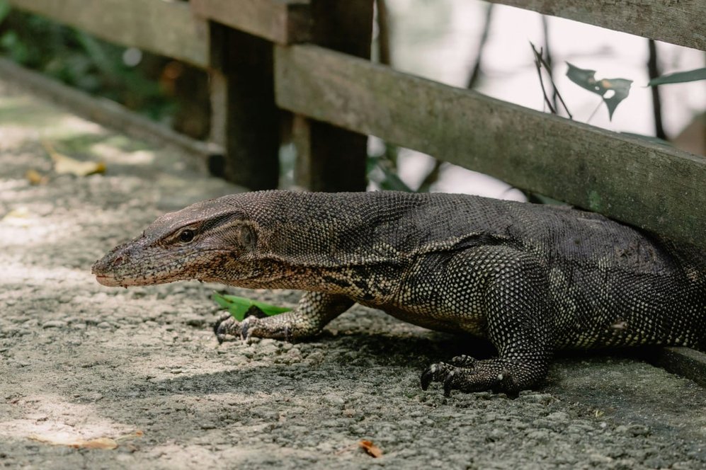 В Таиланде варан отгрыз голову младенцу