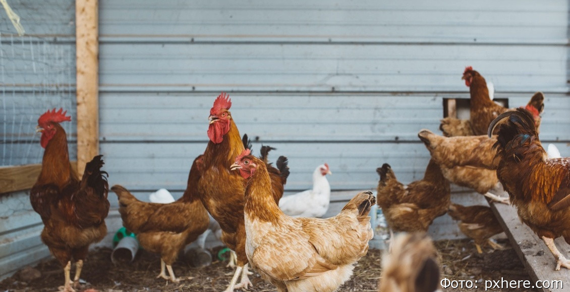 Дополнительный птичник построят для птицефабрики «Пионерское» на Камчатке