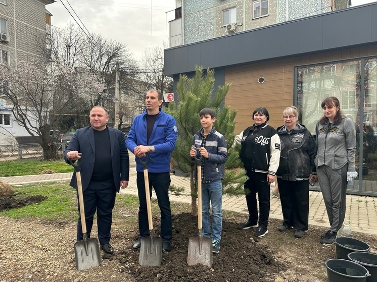 В Краснодаре высадили сосны и можжевельники