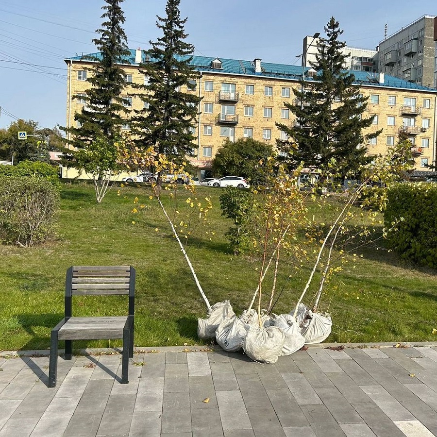 Деревья красноярска