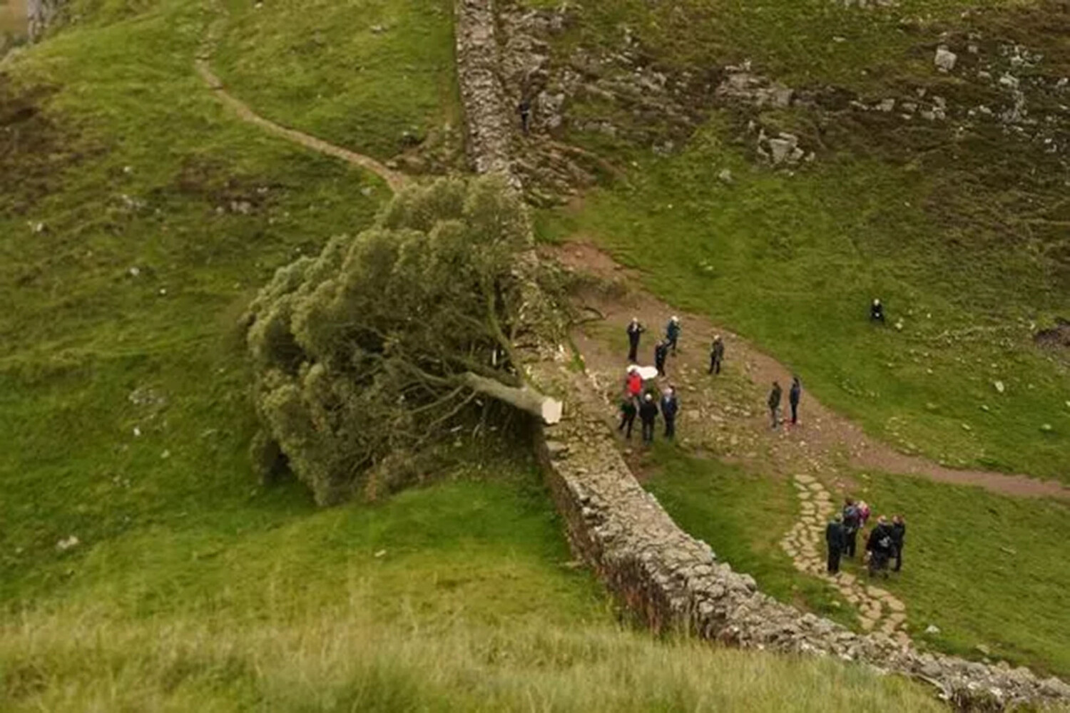 Дерево робин гуда. Sycamore gap.