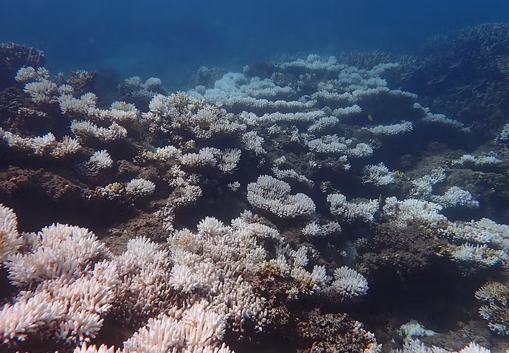 Рифы Австралии гибнут: идет одновременное обесцвечивание Нингалу и Большого Барьера