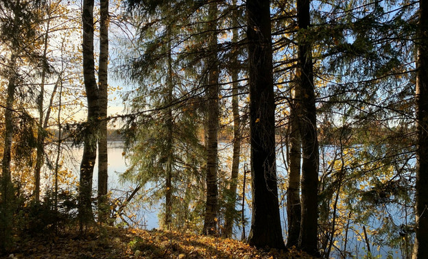 В Кировской области расследуют незаконную добычу лосихи в Слободском районе