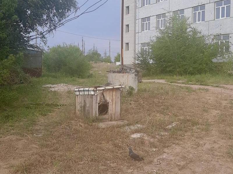 Нападение на сызрань. Енотовидная собака в Самарской области. Собаки загрызли в Курсаково. Бродячие собаки у некрополя фото.