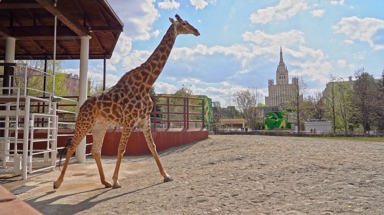 московский зоопарк