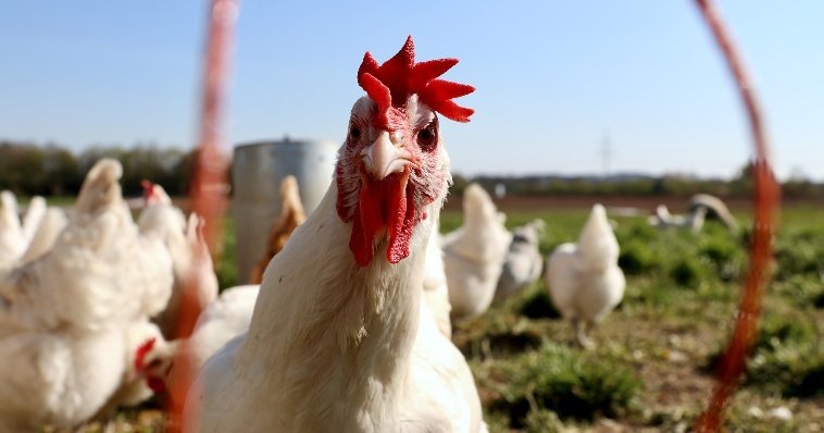 На фоне выявления очагов птичьего гриппа в Удмуртии из личных хозяйств изъяли почти 26 тысяч голов птиц