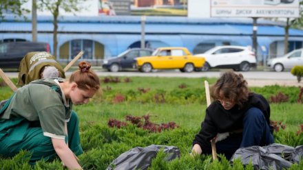 В Керчи проводят плановые работы по уходу за зелеными насаждениями