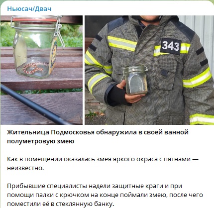 Окрас яркий, в пятнах: Змея выползла в ванну жительницы Подмосковья