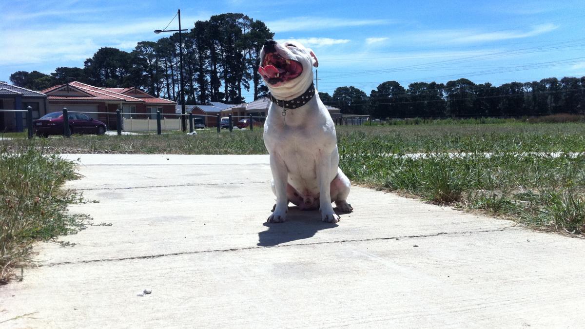 стаффордширский бультерьер