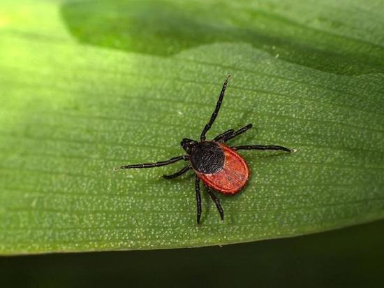 В Новосибирске у 2 человек заподозрили клещевой энцефалит