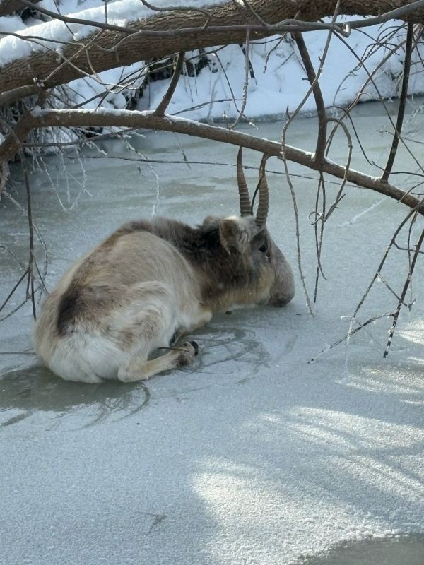 Это изможденный сайгак отбился от сородичей и стал очень уязвим.