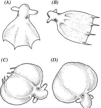 Stauroteuthis syrtensis ловит рачков при помощи мембраны между руками