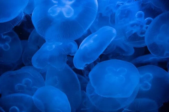 Море эксперт про. Море эксперт про