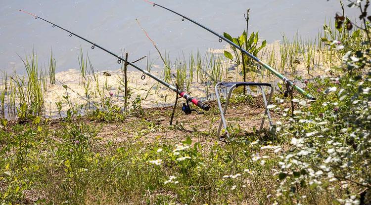 Белгородец оборудовал пруд для спортивной рыбалки с осетрами в Борисовском районе