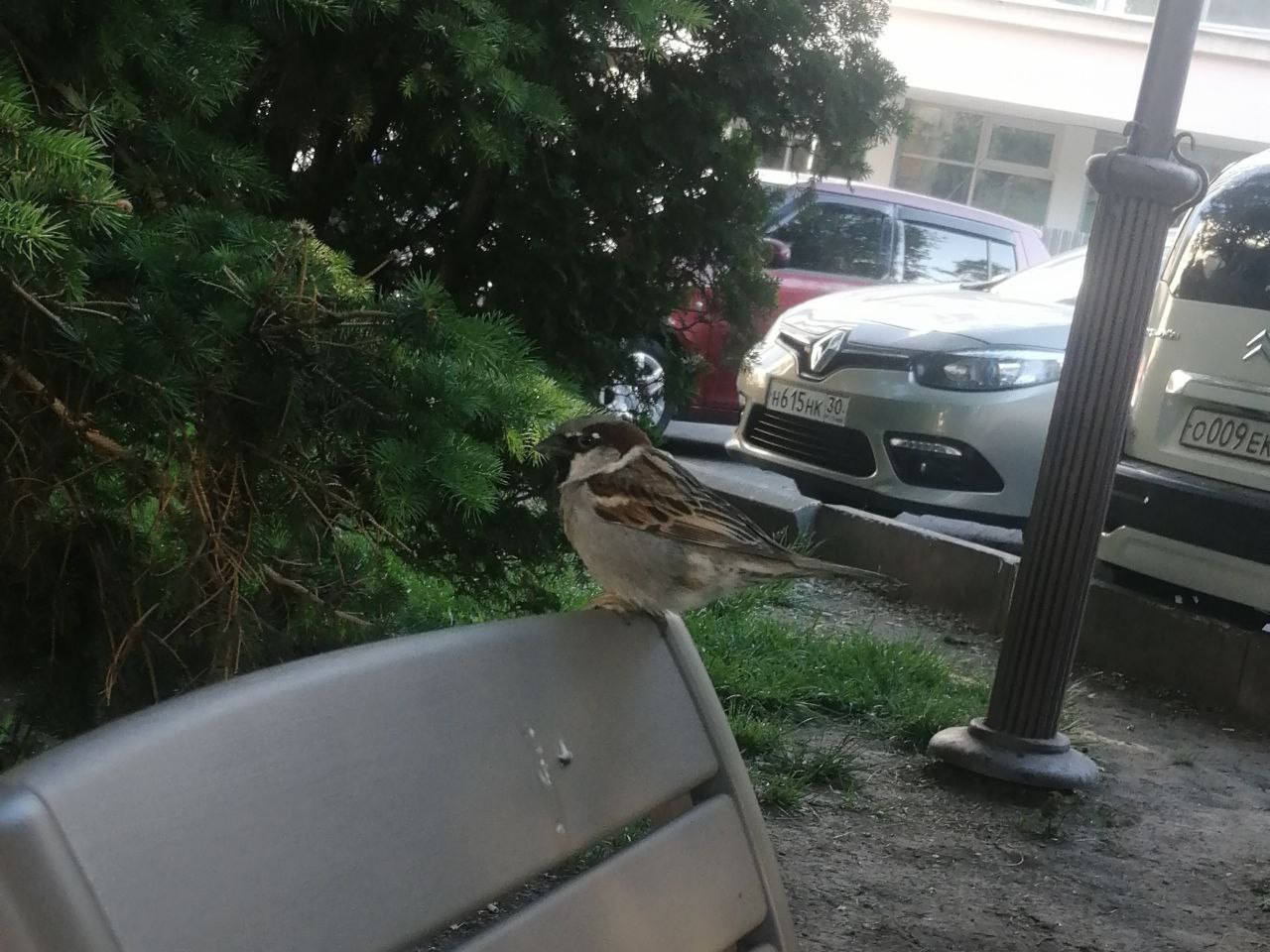 воробей