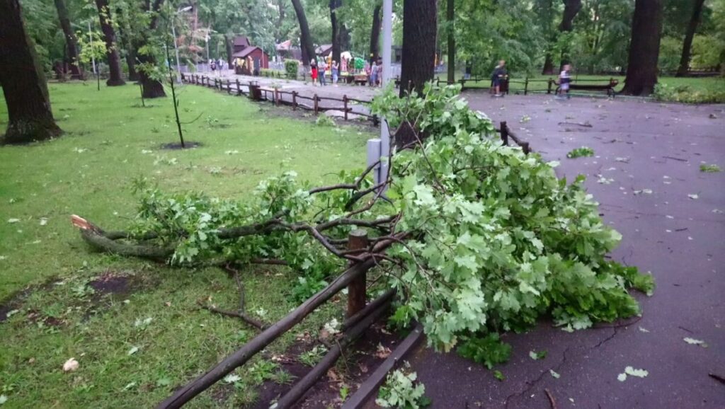 Упало дерево в парке