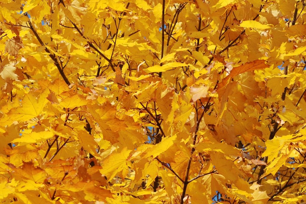 какой теплый октябрь. какой теплый октябрь. москва в октябре фото. осень картинки с надписями. фото осени город октябрьский.