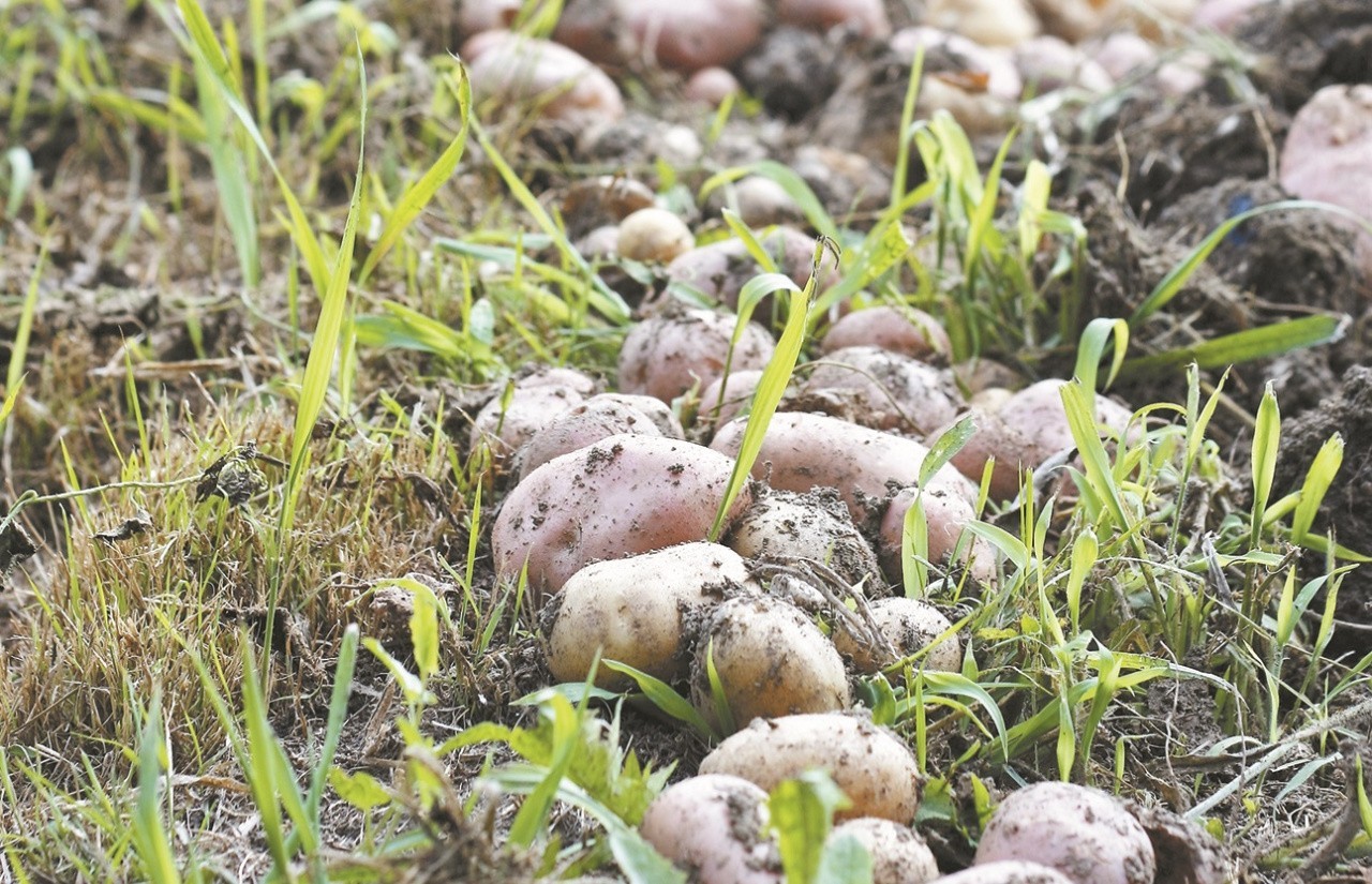 Картофельный парадокс — материалы газеты