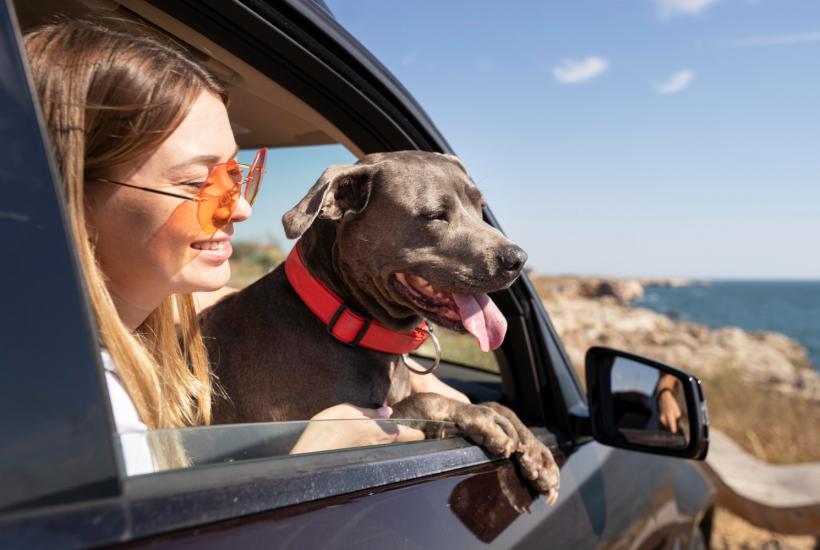 Путешествие с собакой