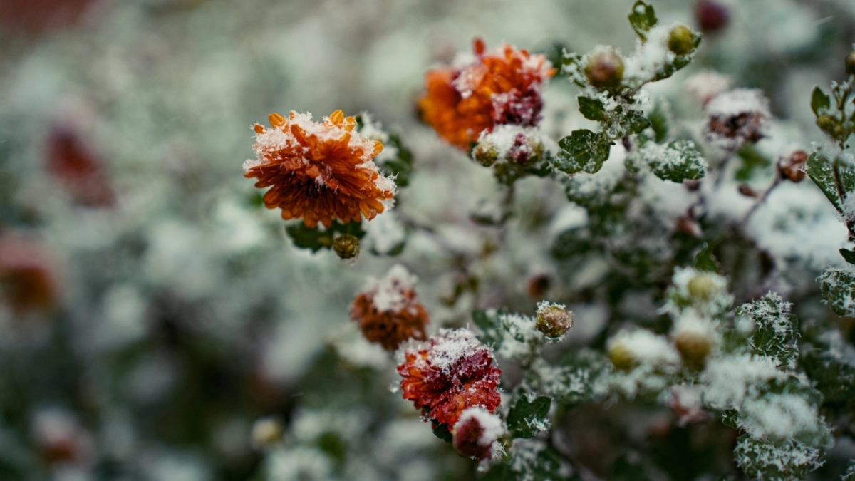 Светлана Мулыкина 