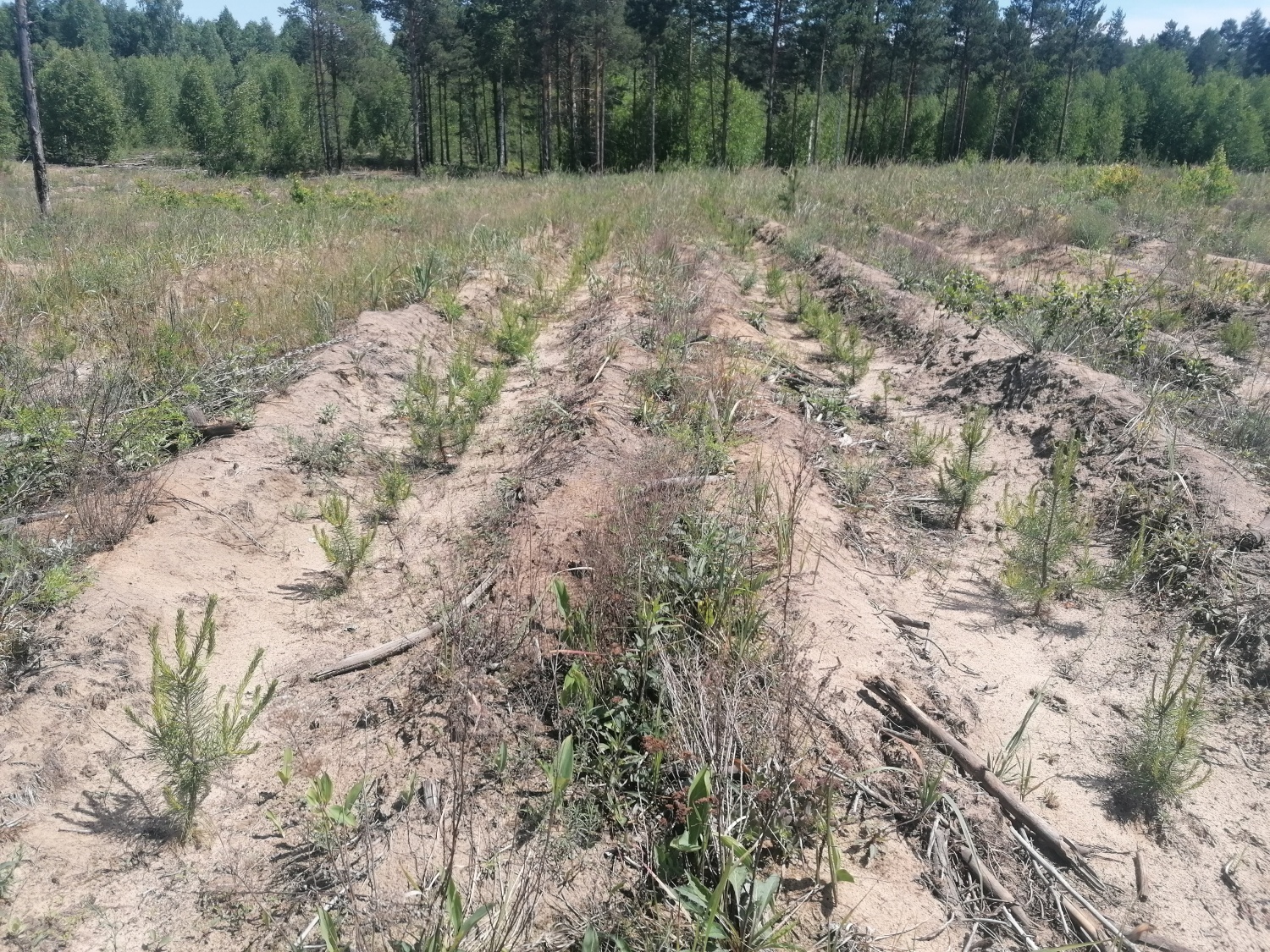 подготовка почвы для посадки лесных культур. лесовосстановление лиственницей. посадка лесных культур. лесные культуры. производство лесных культур.