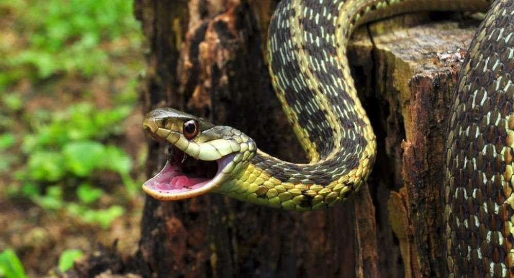 Змея кусает человека, человек кусает в ответ: мужчина в Индии загрыз ядовитую змею | Русская весна