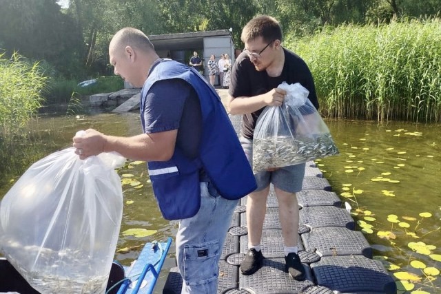 В Куршский залив выпустили ещё 20 тысяч штук молоди сига