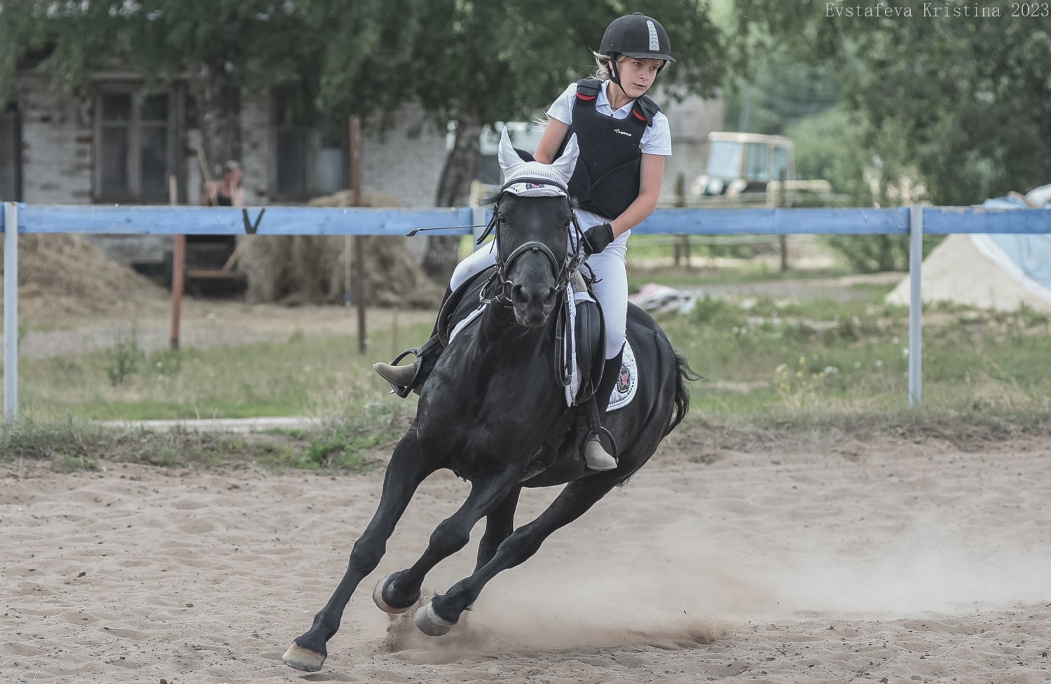 Ипподром пермь. Конный спорт. Ипподром. Спортивные лошади. Кубок по конному спорту.