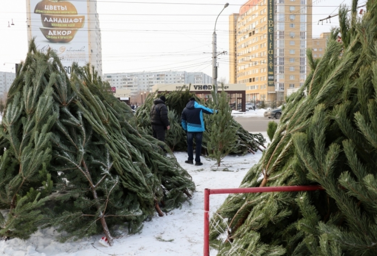 На Левобережье Омска откроют 10 елочных базаров: публикуем их адреса