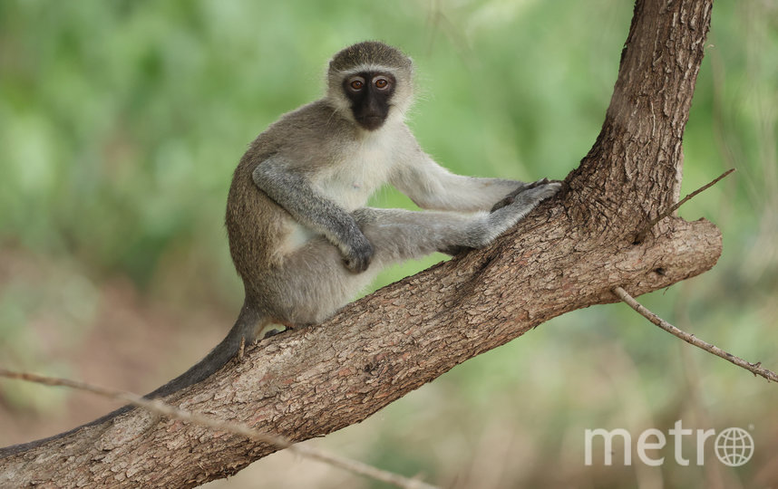 Более 20 новых случаев заболевания оспой обезьян обнаружены в Таиланде за последние месяцы.