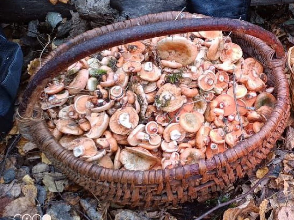 Какие грибы в изобилии растут под Сергиевым Посадом в конце сентября