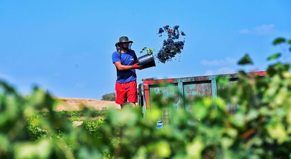 Виноград на заводы уже сдали около 1,5 тысячи фермеров - Sputnik Грузия