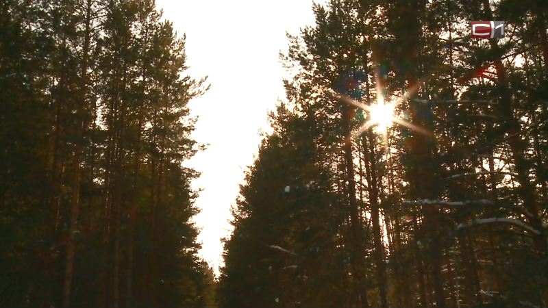 Поиски пропавшей пенсионерки в Югре продолжаются почти две недели