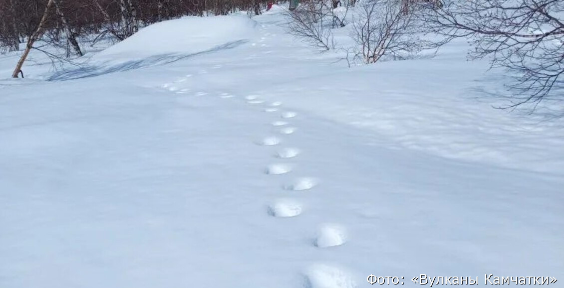 На Камчатке в популярном у туристов месте обнаружили следы медведя